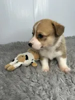 Alice, a female Pembroke Welsh Corgi for sale in Orange City, IA – 3 of 4