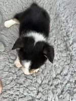 Peter, a female Pembroke Welsh Corgi for sale in Orange City, IA – 3 of 5