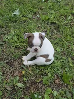 Junior, a male Boston Terrier for sale in Parsons, KS – Photo 1 of 6
