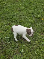 Junior, a male Boston Terrier for sale in Parsons, KS – Photo 4 of 6