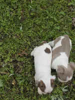 Junior, a male Boston Terrier for sale in Parsons, KS – Photo 2 of 6