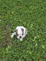 Junior, a male Boston Terrier for sale in Parsons, KS – Photo 3 of 6