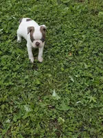 Junior, a male Boston Terrier for sale in Parsons, KS – Photo 5 of 6