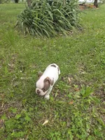 Junior, a male Boston Terrier for sale in Parsons, KS – Photo 3 of 6