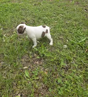 Junior, a male Boston Terrier for sale in Parsons, KS – Photo 4 of 6