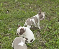 Junior, a male Boston Terrier for sale in Parsons, KS – Photo 2 of 6