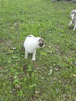 Junior, a male Boston Terrier for sale in Parsons, KS – Photo 6 of 6