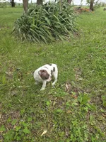 Junior, a male Boston Terrier for sale in Parsons, KS – Photo 5 of 6