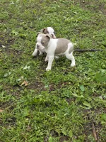 Patches, a male Boston Terrier for sale in Parsons, KS – Photo 6 of 8