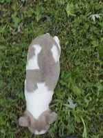 Patches, a male Boston Terrier for sale in Parsons, KS – Photo 4 of 8