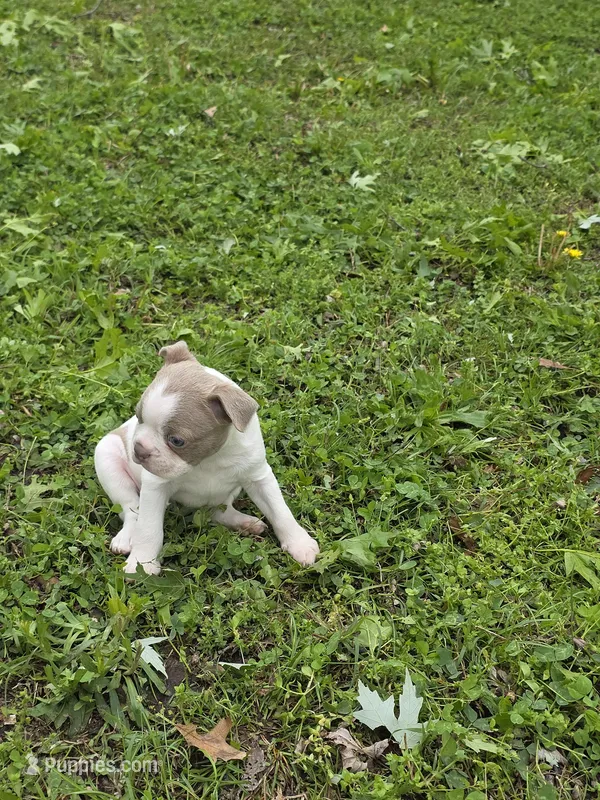 Patches – Boston Terrier puppy for sale in Parsons, KS