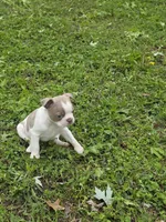 Patches, a male Boston Terrier for sale in Parsons, KS – Photo 3 of 8