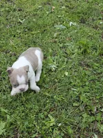 Patches, a male Boston Terrier for sale in Parsons, KS – Photo 7 of 8