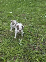 Patches, a male Boston Terrier for sale in Parsons, KS – Photo 8 of 8