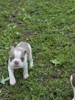 Patches, a male Boston Terrier for sale in Parsons, KS – Photo 5 of 8