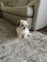 Mira, a female Shih Tzu for sale in Pearland, TX – 3 of 4