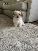 Mira, a female Shih Tzu for sale in Pearland, TX – 4 of 4