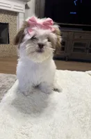 Mira, a female Shih Tzu for sale in Pearland, TX – 2 of 4