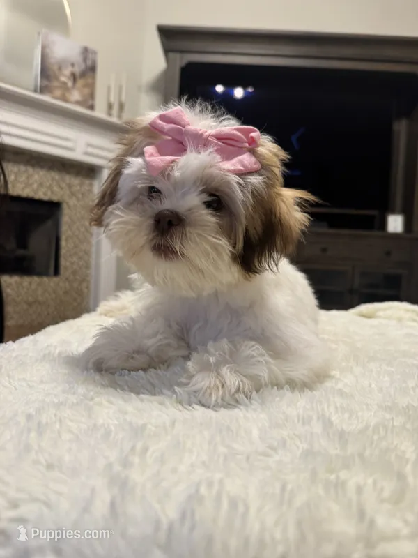 Mira – Shih Tzu puppy for sale in Pearland, TX