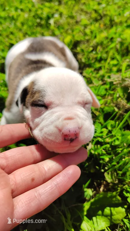 Male – American Pit Bull Terrier puppy for sale in Northumberland, PA