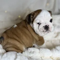 AKC Gus , a male English Bulldog for sale in Corbin, KY – Photo 5 of 5