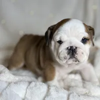 AKC Gus , a male English Bulldog for sale in Corbin, KY – Photo 1 of 5