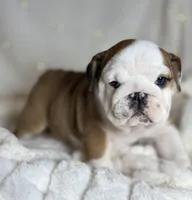 AKC Gus , a male English Bulldog for sale in Corbin, KY – Photo 1 of 5