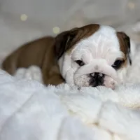 AKC Gus , a male English Bulldog for sale in Corbin, KY – Photo 3 of 5