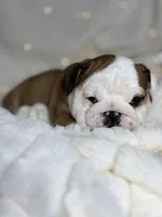 AKC Gus , a male English Bulldog for sale in Corbin, KY – Photo 3 of 5