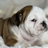 AKC Gus , a male English Bulldog for sale in Corbin, KY – Photo 4 of 5