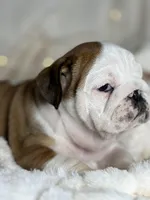 AKC Gus , a male English Bulldog for sale in Corbin, KY – Photo 4 of 5