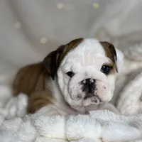 AKC Gus , a male English Bulldog for sale in Corbin, KY – Photo 2 of 5