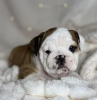 AKC Gus , a male English Bulldog for sale in Corbin, KY – Photo 2 of 5