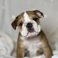 AKC Otis, a male English Bulldog for sale in Corbin, KY – Photo 2 of 8