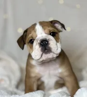 AKC Otis, a male English Bulldog for sale in Corbin, KY – Photo 2 of 8