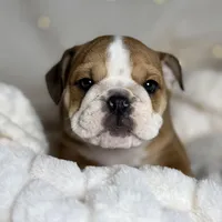 AKC Otis, a male English Bulldog for sale in Corbin, KY – Photo 8 of 8