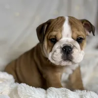 AKC Otis, a male English Bulldog for sale in Corbin, KY – Photo 1 of 8