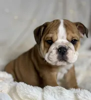 AKC Otis, a male English Bulldog for sale in Corbin, KY – Photo 1 of 8