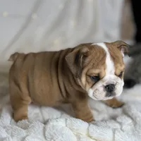 AKC Otis, a male English Bulldog for sale in Corbin, KY – Photo 3 of 8