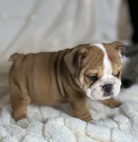 AKC Otis, a male English Bulldog for sale in Corbin, KY – Photo 3 of 8