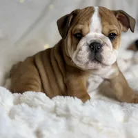 AKC Otis, a male English Bulldog for sale in Corbin, KY – Photo 5 of 8