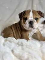 AKC Otis, a male English Bulldog for sale in Corbin, KY – Photo 5 of 8