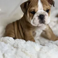 AKC Otis, a male English Bulldog for sale in Corbin, KY – Photo 6 of 8