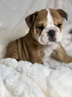 AKC Otis, a male English Bulldog for sale in Corbin, KY – Photo 6 of 8