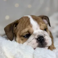 AKC Otis, a male English Bulldog for sale in Corbin, KY – Photo 4 of 8