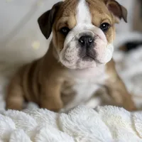 AKC Otis, a male English Bulldog for sale in Corbin, KY – Photo 7 of 8