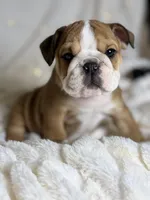 AKC Otis, a male English Bulldog for sale in Corbin, KY – Photo 7 of 8