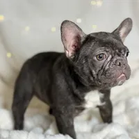 AKC Carlie, a female French Bulldog for sale in Corbin, KY – Photo 5 of 5