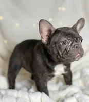 AKC Carlie, a female French Bulldog for sale in Corbin, KY – Photo 5 of 5
