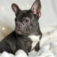 AKC Carlie, a female French Bulldog for sale in Corbin, KY – Photo 4 of 5